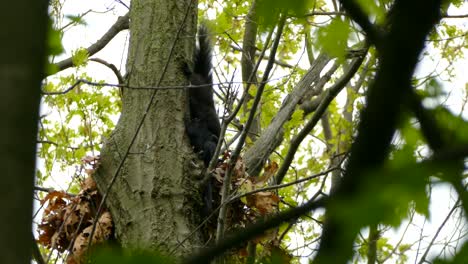 Schwarzes-Eichhörnchen-Baut-Und-Repariert-Sein-Nest-Mit-Blättern-Und-Zweigen