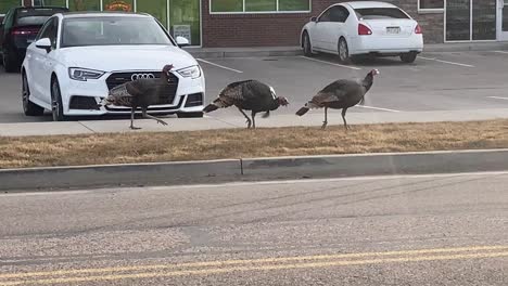 Wild-Turkeys-shop-at-a-strip-mall