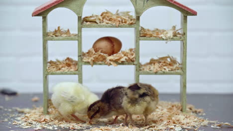 Three-Chicks-Scrounge-for-Food-on-Small-Dollhouse-Set