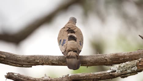 Emerald-Spotted-Wood-Dove-flies-away-from-perch-on-dry-tree-branch