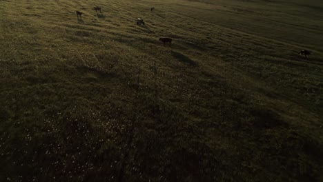 Cows-On-Pasture-With-Green-Grass-In-Sunrise