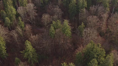 Smooth-flight-over-a-forest-of-green-conifer-and-bare-deciduous-trees-filmed-by-a-drone-from-a-head-over-perspective
