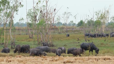 Water-Buffalo,-Bubalus-bubalis,-4K-Footage