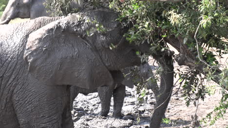 Close-up-of-young-elephant-rubbing-head-full-of-mud-against-tree