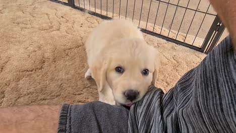 Cachorro-De-Golden-Retriever-Joven-Masticando-Camiseta-De-Dueños