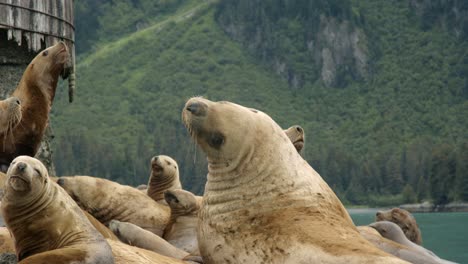 Flock-of-Sea-Lions-Resting-on-Coastline-of-Alaska,-North-American-Animal-in-Cold-Natural-Habitat,-Slow-Motion-Full-Frame-Close-Up