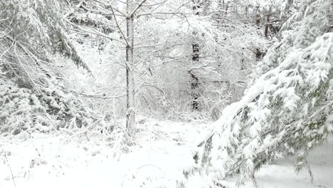 Coniferous-Trees-In-Forest-Covered-By-Snow-During-Winter-Season-In-Eastern-Canada