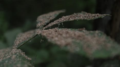 Natur-Frühling