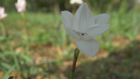 Texas-Wildblumen,-Die-Im-Frühling-Blühen,-Bluebonnets-Und-Verschiedene-Andere-Blumen