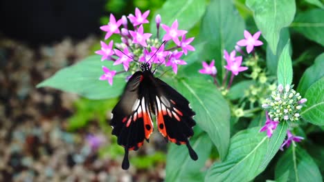 Schmetterling-Frisst-Nektar-In-Zeitlupe