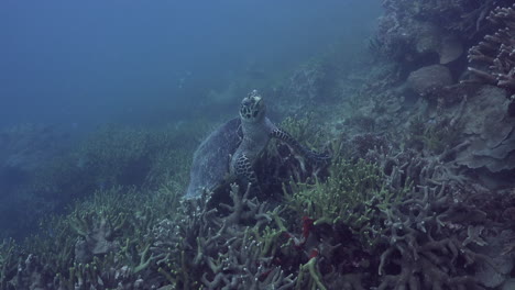 A-hawksbill-sea-turtle-being-stuck-between-stag-horn-coral,-freeing-herself-and-swimming-past-a-scuba-diver-taking-photos