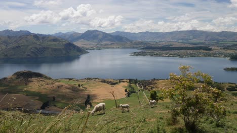 Muy-Por-Encima-Del-Lago-Wanaka-Con-Ovejas