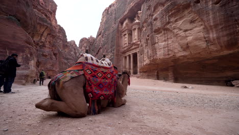 Ein-Kamel-Mit-Blick-Auf-Die-Fassade-Von-Al-Khazneh-Oder-Schatzkammer-In-Der-Antiken-Stadt-Petra