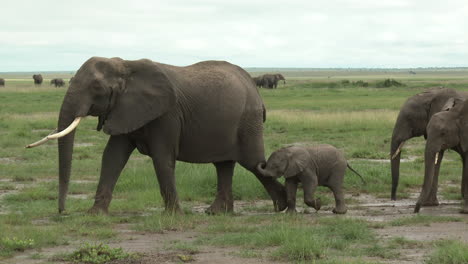 African-Elephant-family-walking-in-line-over-the-grasslands,-Amboseli-N