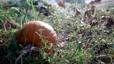Dew-covered-pumpkin-sitting-in-a-field-backlit-by-the-morning-light-as-camera-moves-to-the-left