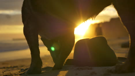 Golden-hour-sunset-on-a-beach-in-Montecito,-California-with-a-cute-small-dog-running-up-to-its-owners-hat-in-the-sand-as-she-approaches-with-a-Labrador-in-silhouette