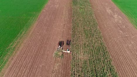 Granjeros-Amish-Cosechando-Cultivos-De-Otoño-Vistos-Por-Un-Dron