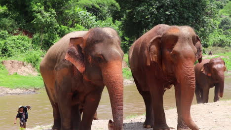 Elephants-walking-out-of-the-river-and-throwing-dirt-on-themselves
