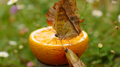 Three-Pearl-Emperor-butterflies-feed-on-orange-fruit-half-in-a-neat-green-garden-with-flowers