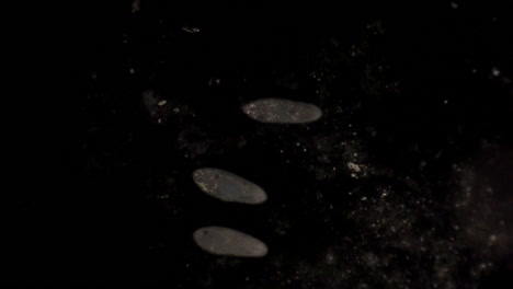 Vista-Microscópica-Del-Organismo-Unicelular,-Paramecio