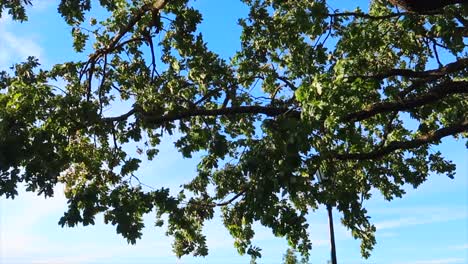 Grandes-Ramas-De-árboles-Y-Hojas-Moviéndose-Con-Un-Cielo-Azul-Claro-Como-Fondo