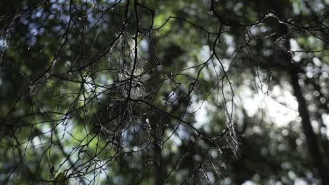 Spinnennetz-Bedeckte-Unheimliche-Äste-Eines-Alten-Baumes