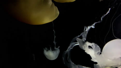 Jellyfish---Chrysaora-Chinensis---Beautiful-white-jellyfish-at-Kamon-Aquarium,-Japan