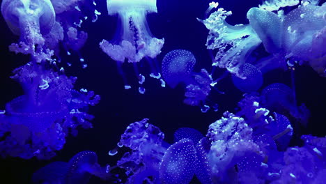 Jellyfish---Mastigias-papua---at-Kamon-Aquarium,-Japan