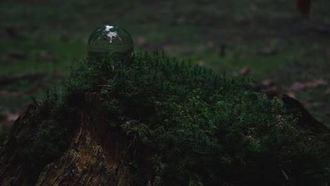 crystal-ball-on-a-dead-tree-covered-in-moss-reflecting-the-forest-landscape-with-autumnal-leaves-falling