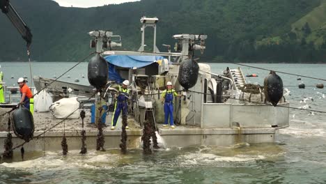 Trabajadores-En-Barco-Cosechando-Mejillones-De-Concha-Verde-De-Nueva-Zelanda