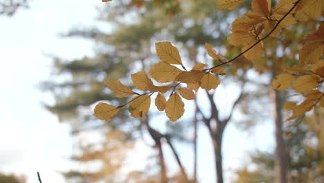 Golden-Autumn---Fall-Leaves-Sway-In-The-Win,-In-Slow-Motion