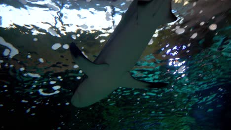 Shark-view-from-below-in-a-big-aquarium