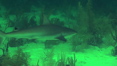 Gray-Reef-Shark