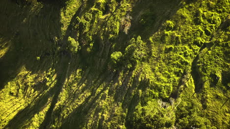 Cinematic-aerial-view-over-a-tropical-forested-wilderness