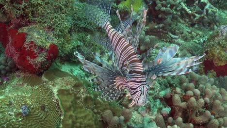 Beautiful-Lionfish-on-full-display