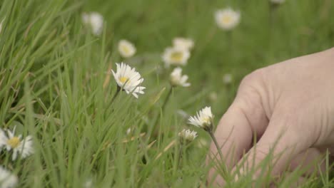 Picking-up-a-daisy-in-a-meadow