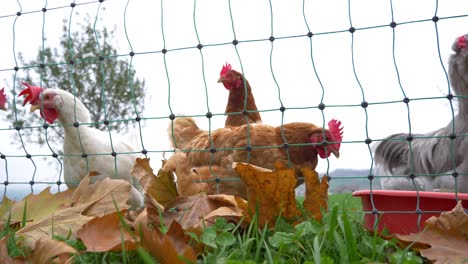 Chickens-filmed-on-a-farm-in-Switzerland-while-fall