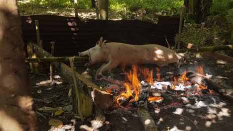 Ein-Ganzes-Schwein-Wird-Auf-Traditionelle-Weise-Auf-Den-Philippinen-Gegrillt