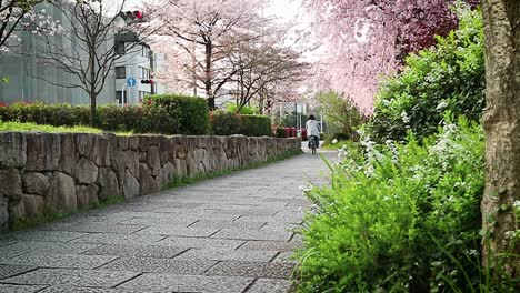 Ciclismo-Japonés-A-Lo-Largo-De-Un-Camino-Bajo-Un-árbol-De-Sakura-En-Japón