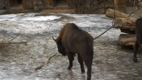 Big-male-european-bison-walking-on-snow