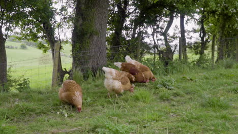 Chickens-foraging-in-green-pasture-under-trees-in-100fps