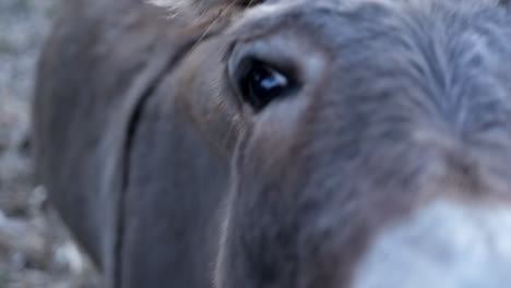 Inquisitive-donkey-looking-at-the-camera.-CLOSE-UP