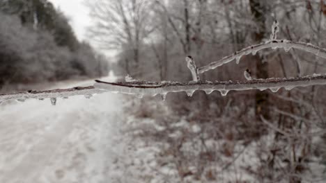 A-slow-motion-closer-up-of-a-single-branch-covered-in-ice-and-icicles-due-to-the-freezing-rain-in-nature