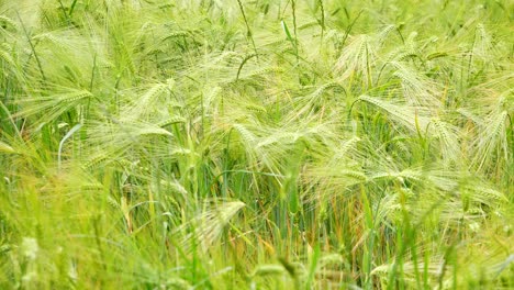 Mid-close-up-of-a-field-of-Barley-wheat-blowing-in-the-wind-in-late-spring