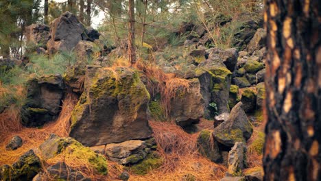 Rocky-volcanic-landscape-high-in-forest-on-Tenerife-in-Canary-Islands
