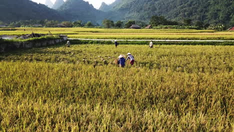 Farmers-collecting-rice-harvest-pasture-at-Lam-Thuong-Valley-Vietnam,-aerial-shot