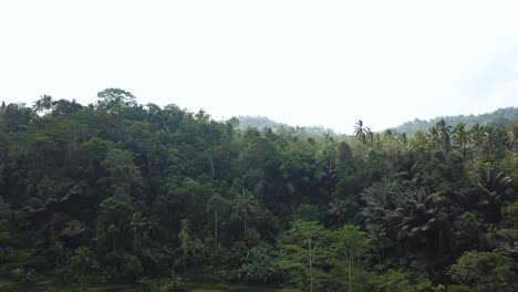 Disparo-De-Drones-Volando-Sobre-Las-Terrazas-De-Arroz-De-Tegalalang-En-Bali,-Indonesia