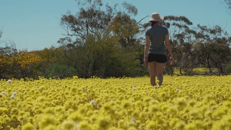 Young-woman-walks-through-a-meadow-of-swaying-Pompom-Everlasting-wildflowers-in-Coalseam-Conservation-Park-Slow-Motion