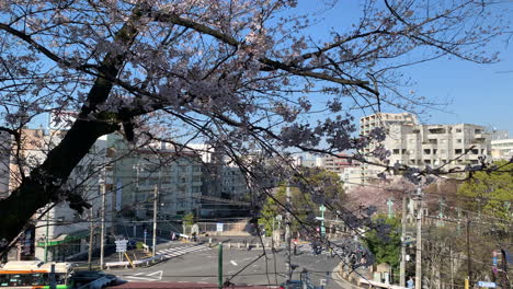 Flores-De-Cerezo-En-El-Parque-Asukayama