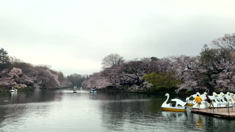People-navigate-goose-boats-at-Inokashira-Park,-Japan-with-cherry-blossoms